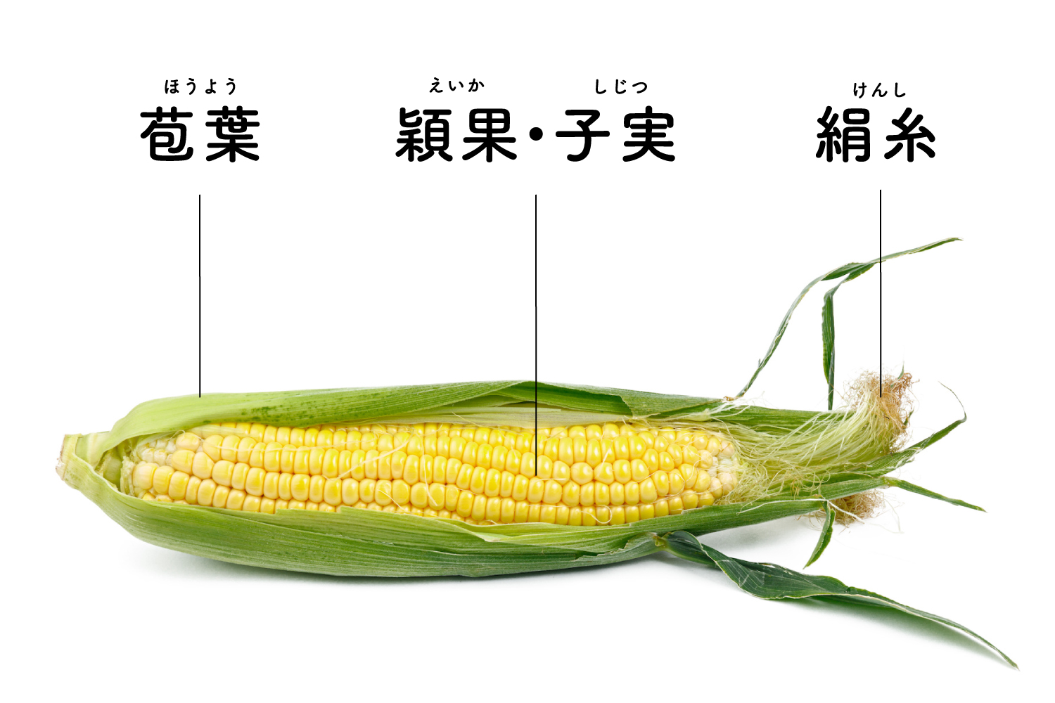 【食育クイズ8月号】トウモロコシ